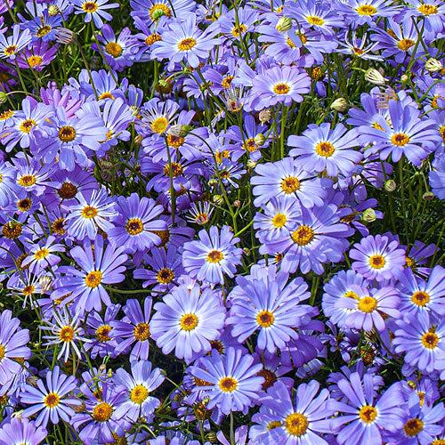 Rainbow Plantable Gift Card by The Physic Garden